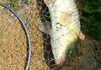 传统长竿钓到大鲤鱼