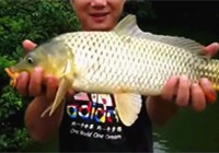 水库细竿搏获黄金鲤