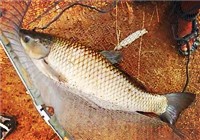 野钓手竿擒获20斤大草鱼