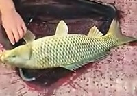 水库手竿钓获黄金大鲤鱼